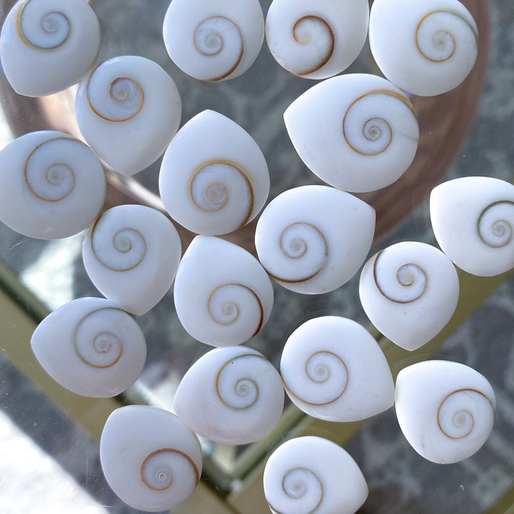 RARE Shiva Eye Shell - Tear Drop Shape