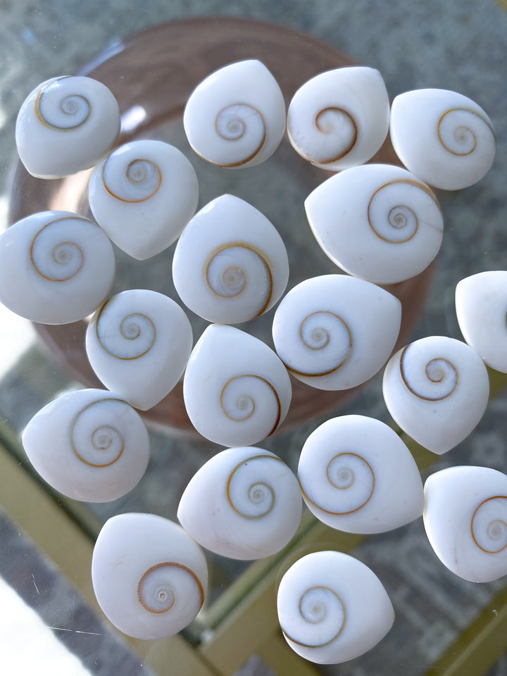RARE Shiva Eye Shell - Tear Drop Shape