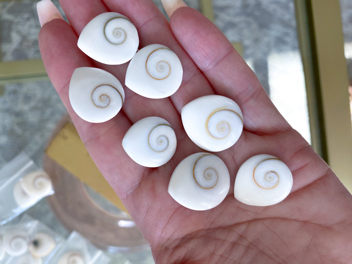 RARE Shiva Eye Shell - Tear Drop Shape