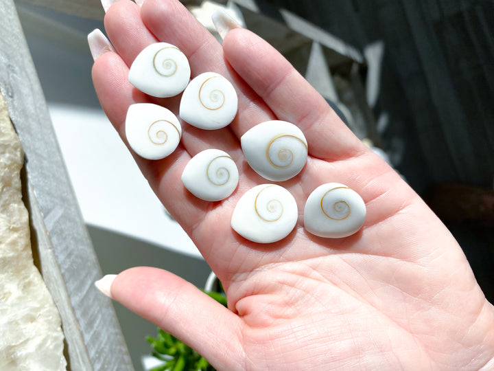 RARE Shiva Eye Shell - Tear Drop Shape
