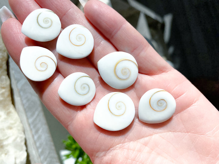 RARE Shiva Eye Shell - Tear Drop Shape
