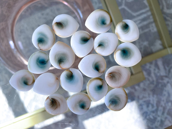 RARE Shiva Eye Shell - Tear Drop Shape