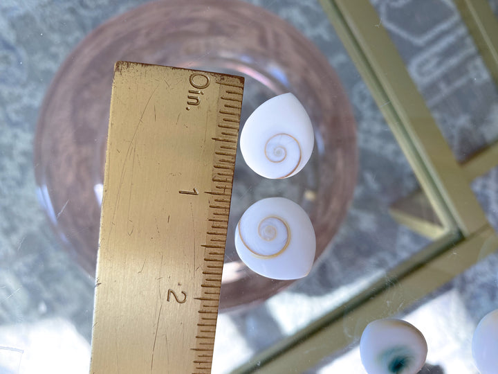 RARE Shiva Eye Shell - Tear Drop Shape