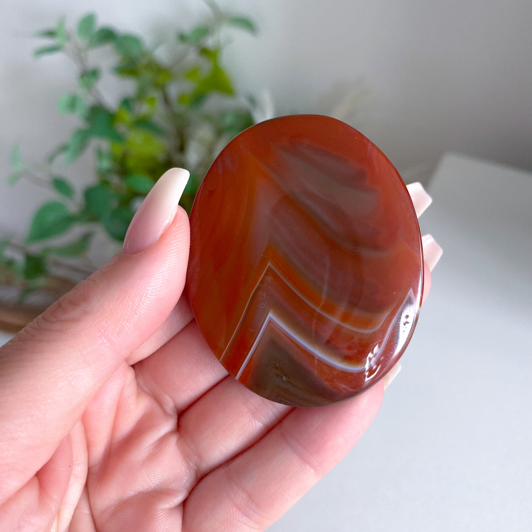Carnelian Palm 