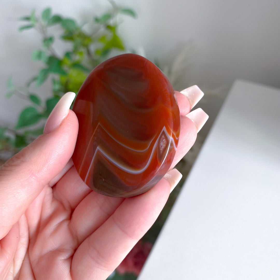 Carnelian Palm 