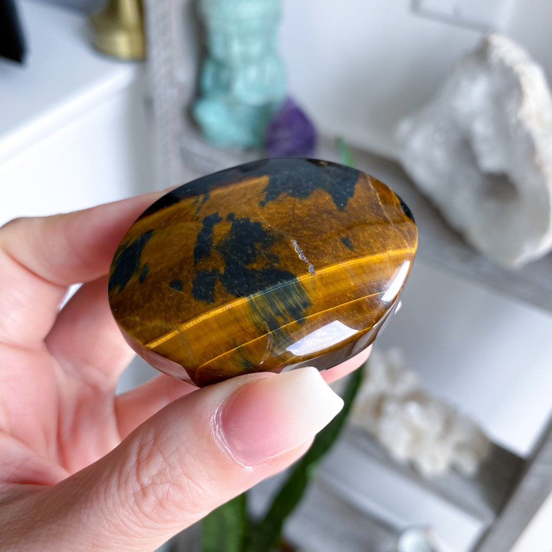 Unique Blue Tiger Eye Palm 