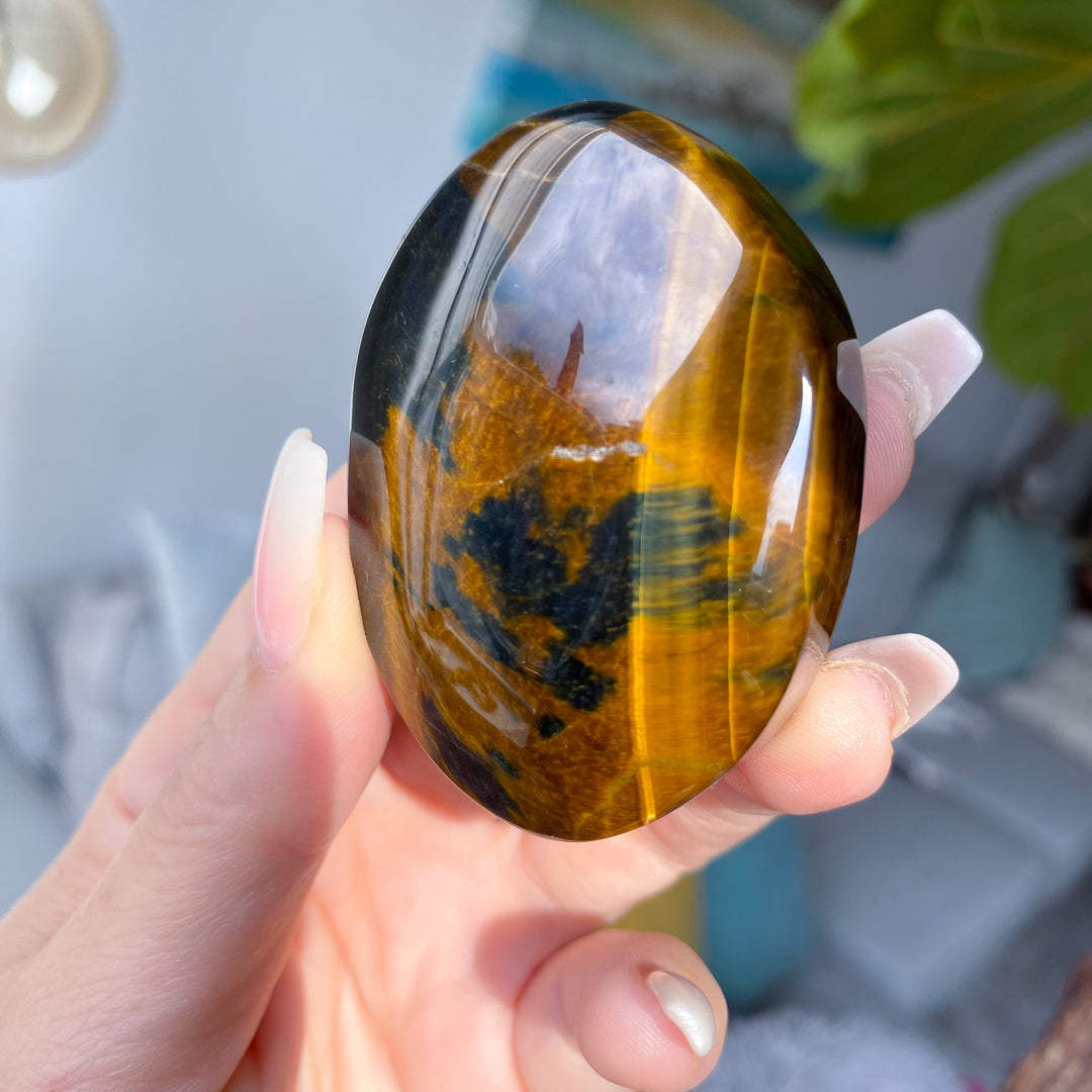 Unique Blue Tiger Eye Palm 