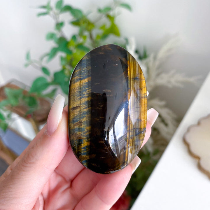 Blue Tiger Eye Palm 