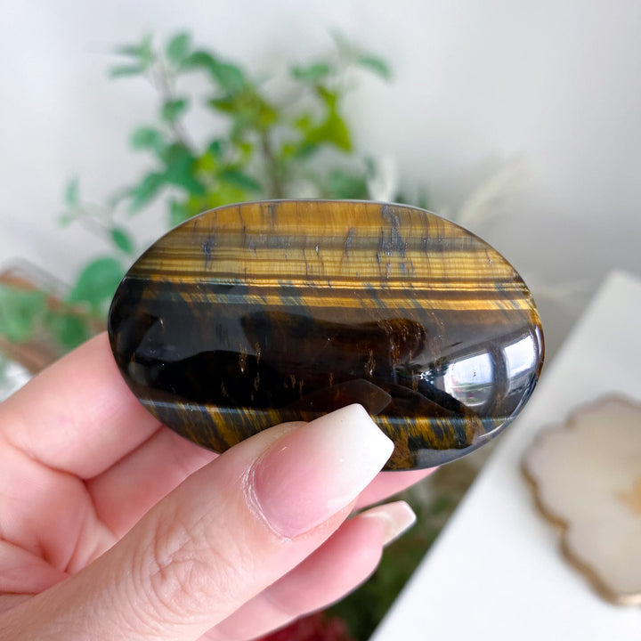 Blue Tiger Eye Palm 