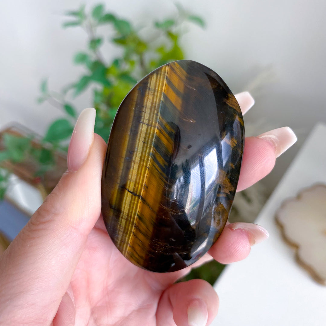 Blue Tiger Eye Palm 