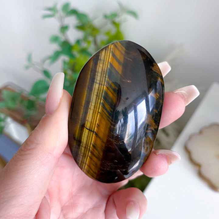 Blue Tiger Eye Palm 