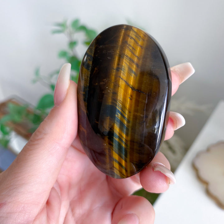 Blue Tiger Eye Palm 