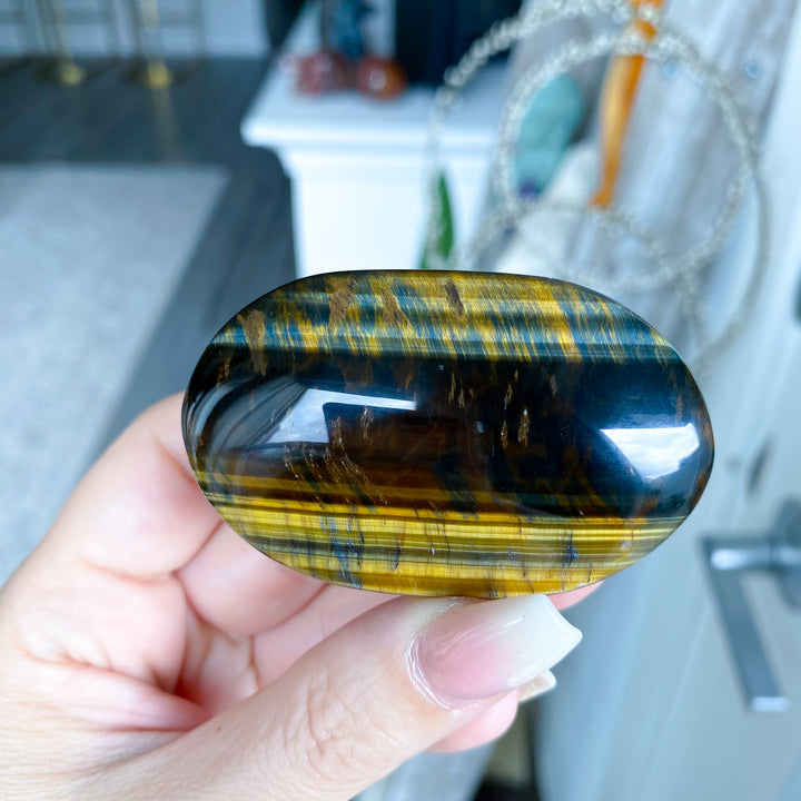 Blue Tiger Eye Palm 