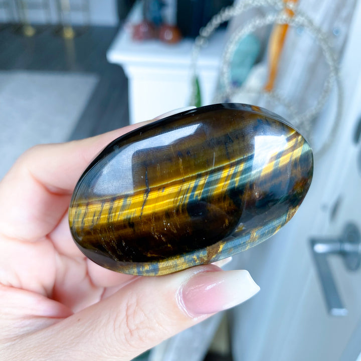 Blue Tiger Eye Palm 