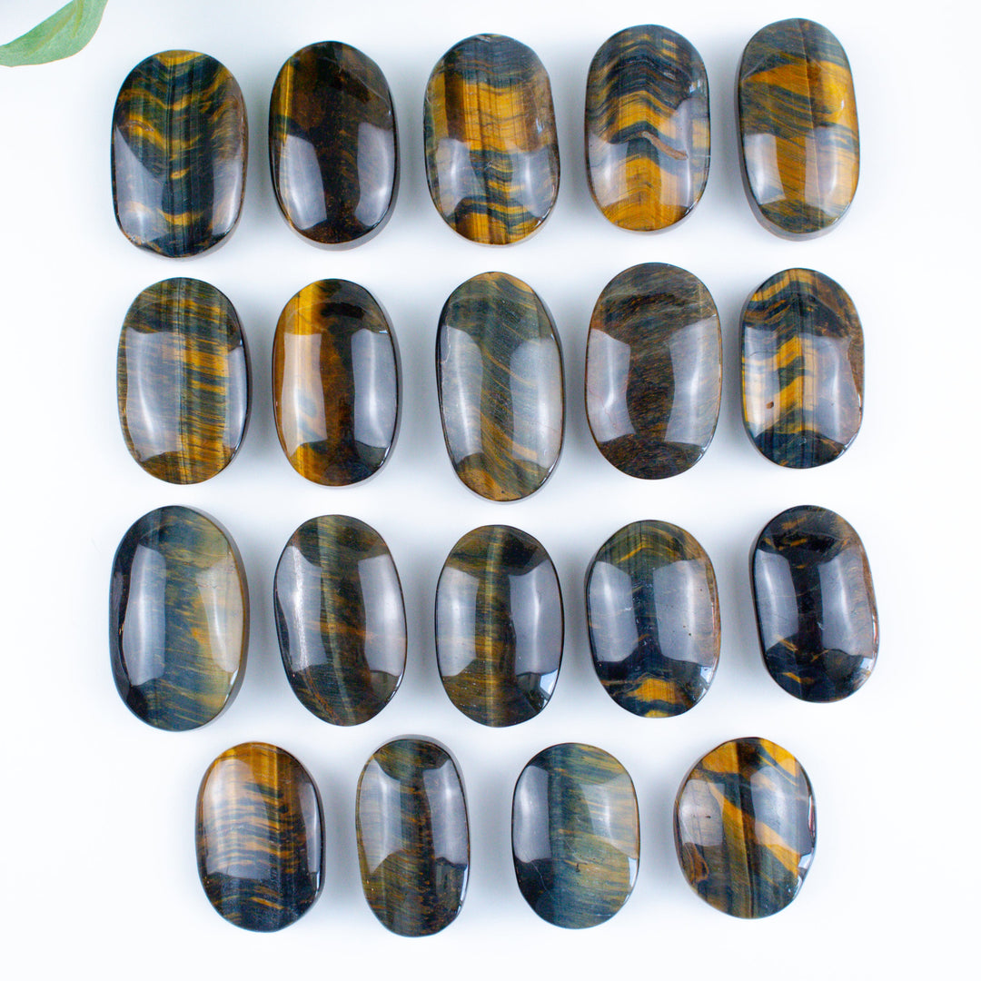 Blue Tiger Eye Palm