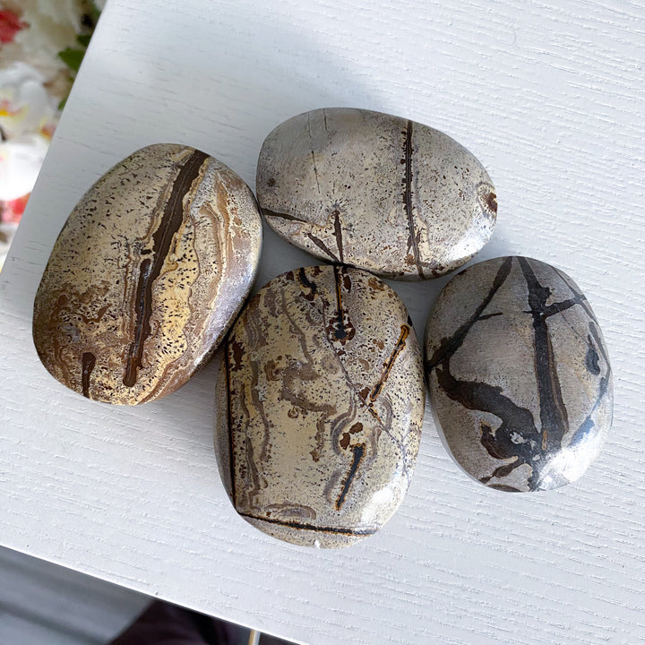 Sandy Sahara Picture Jasper Palm