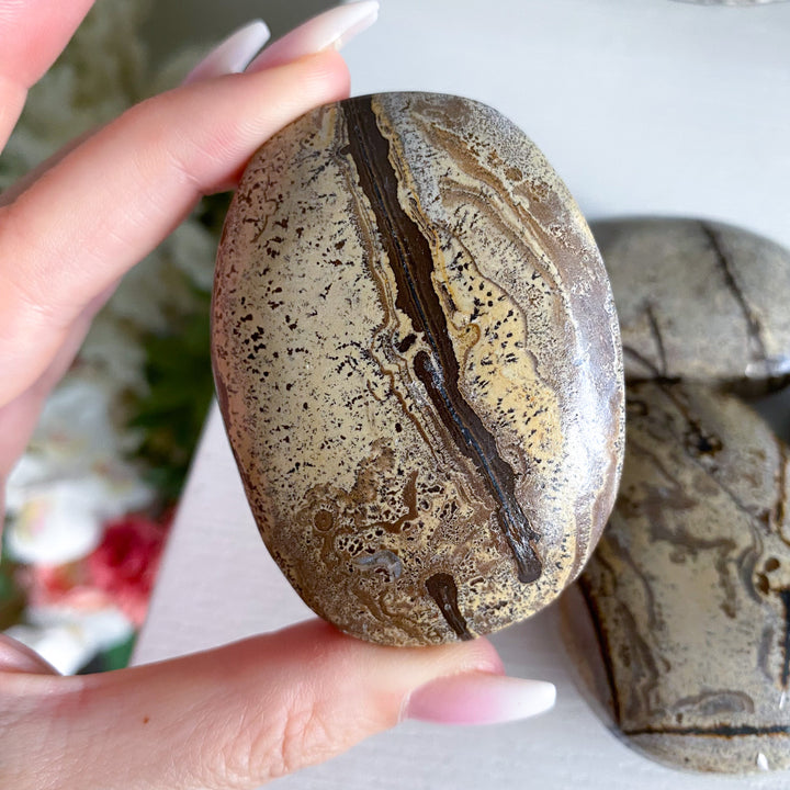 Sandy Sahara Picture Jasper Palm