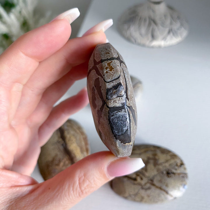 Sandy Sahara Picture Jasper Palm