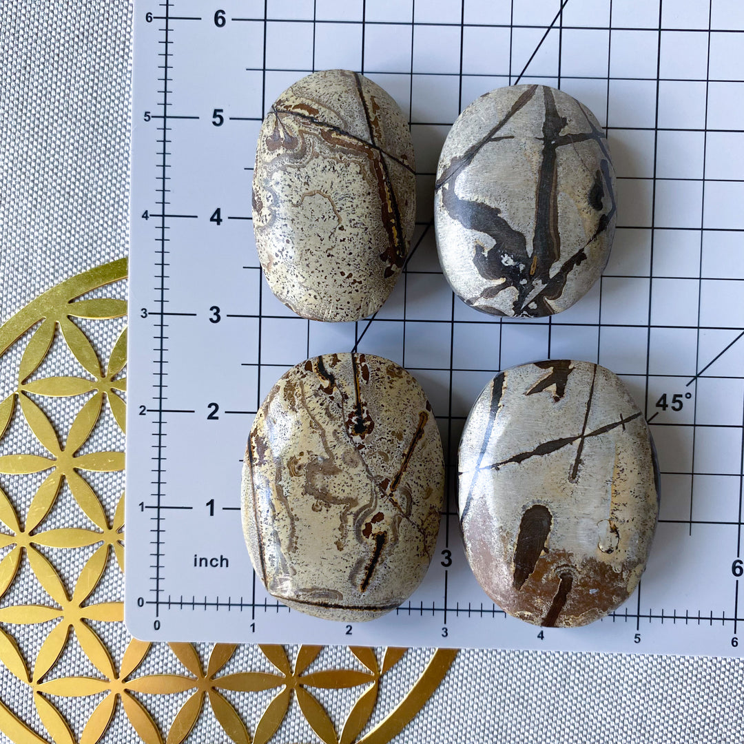Sandy Sahara Picture Jasper Palm