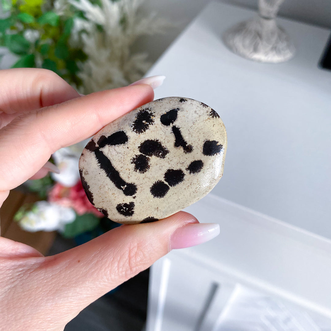 Small Spotted Picture Jasper Palm 