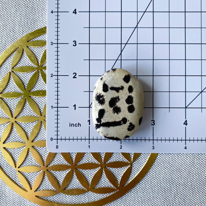 Small Spotted Picture Jasper Palm 