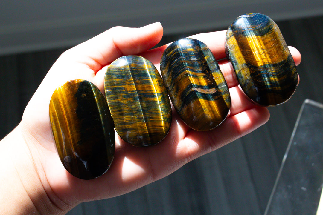 Blue Tiger Eye Palm