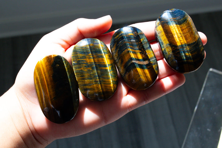Blue Tiger Eye Palm