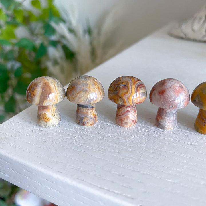 Crazy Lace Agate Mini Mushroom