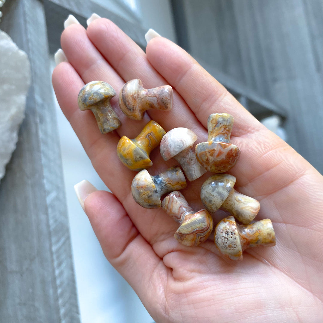 Crazy Lace Agate Mini Mushroom