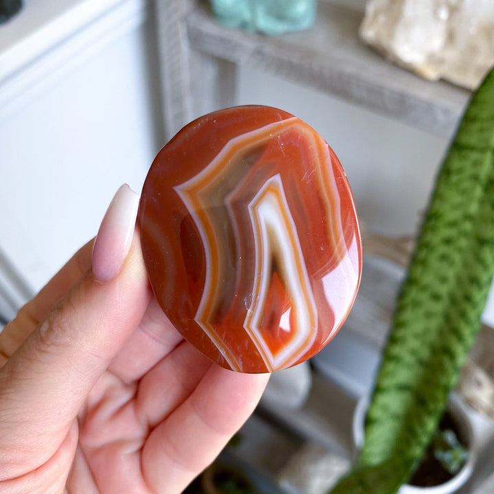Banded Carnelian Palm 