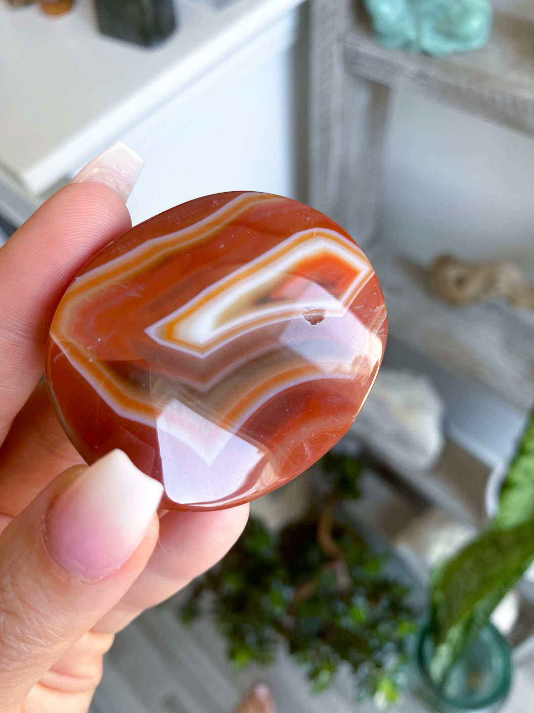 Banded Carnelian Palm 