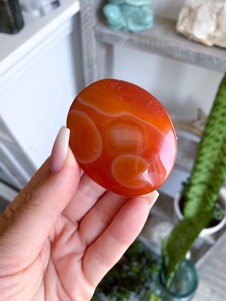 Banded Carnelian Palm 