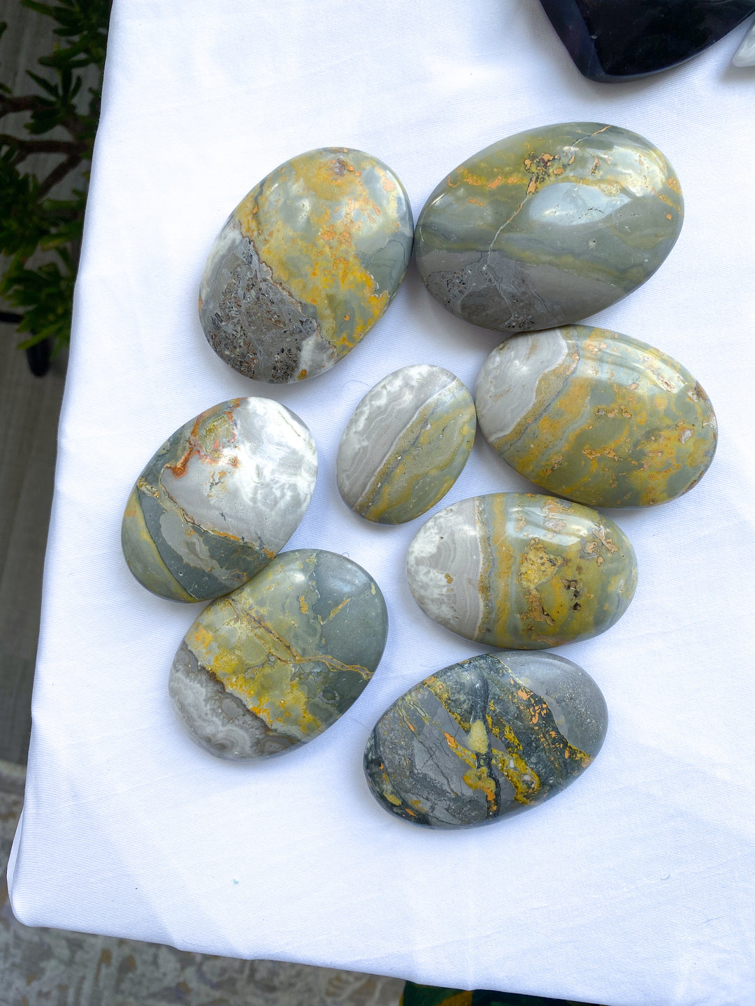 B Quality Bumble Bee Jasper Palm