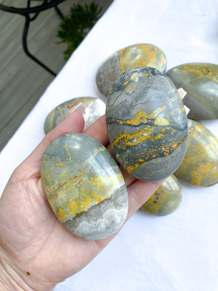 B Quality Bumble Bee Jasper Palm