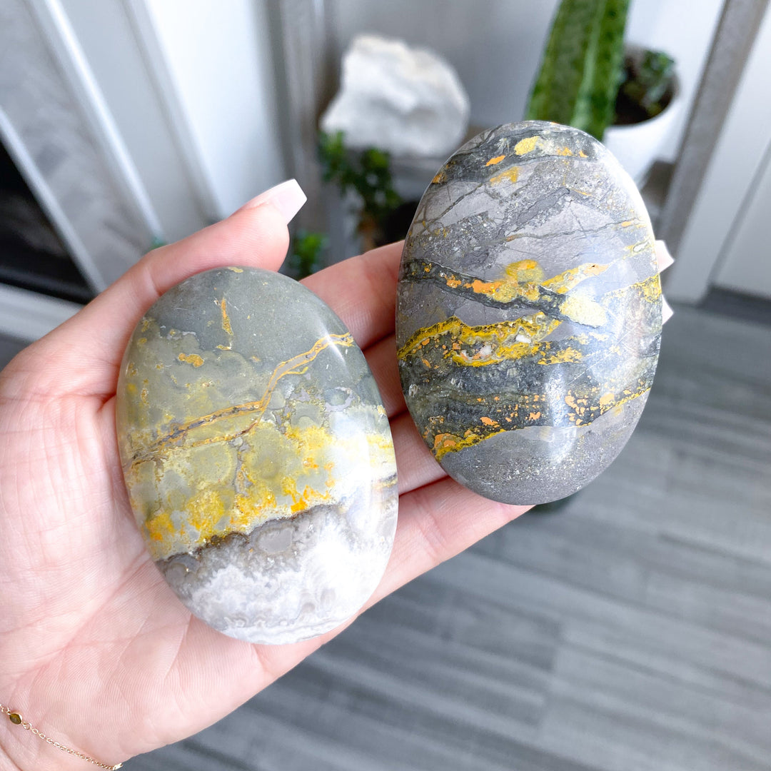 B Quality Bumble Bee Jasper Palm