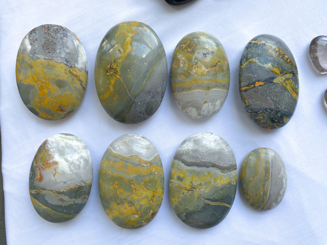 B Quality Bumble Bee Jasper Palm