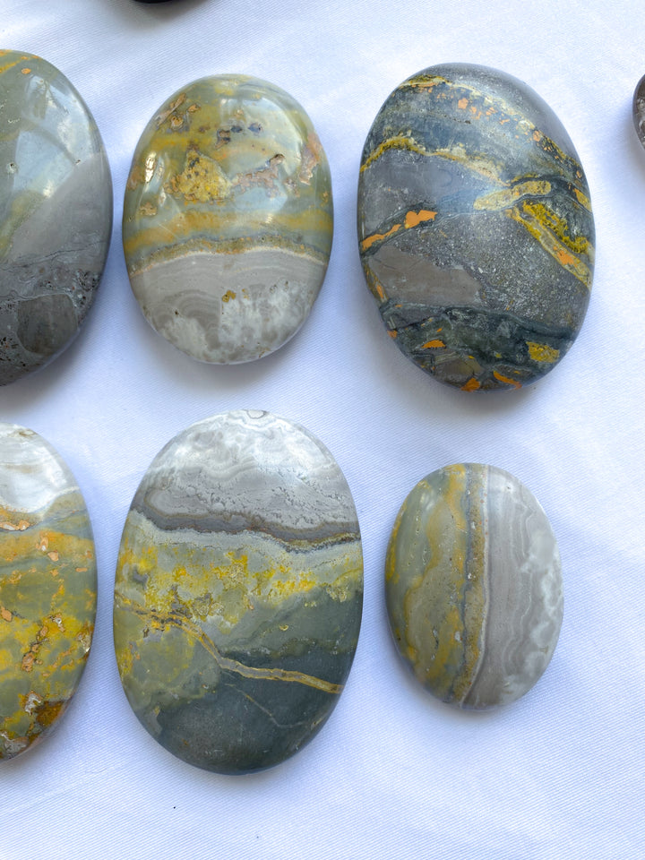 B Quality Bumble Bee Jasper Palm