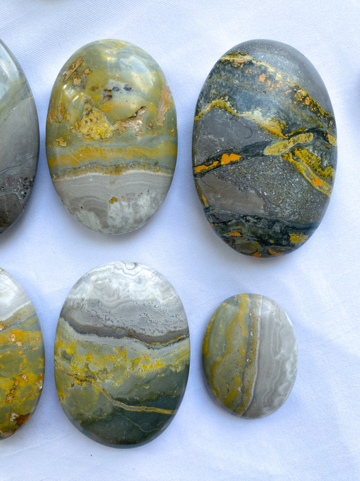 B Quality Bumble Bee Jasper Palm