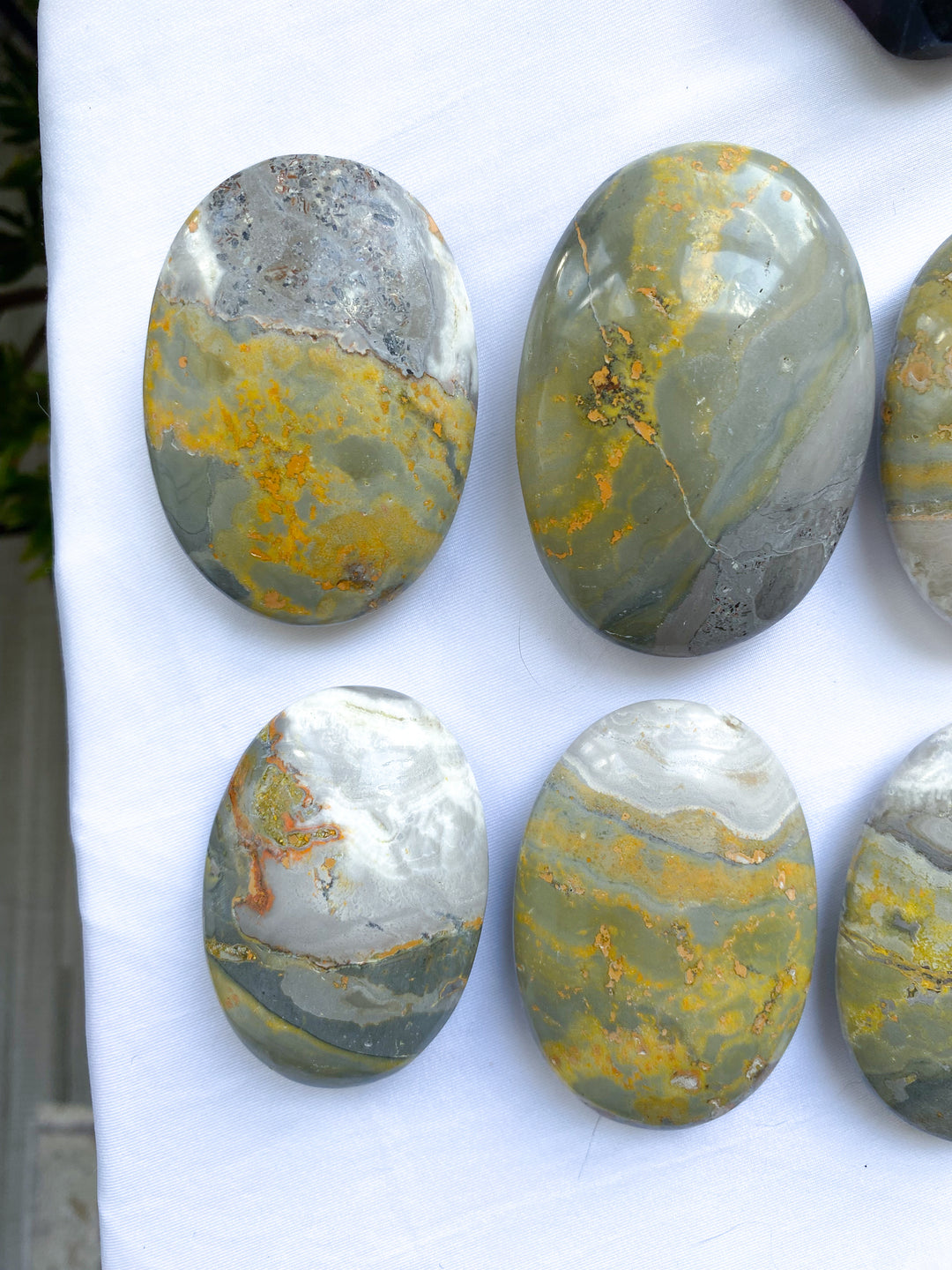 B Quality Bumble Bee Jasper Palm