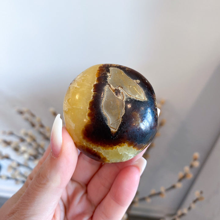 Septarian Palm Stone #3