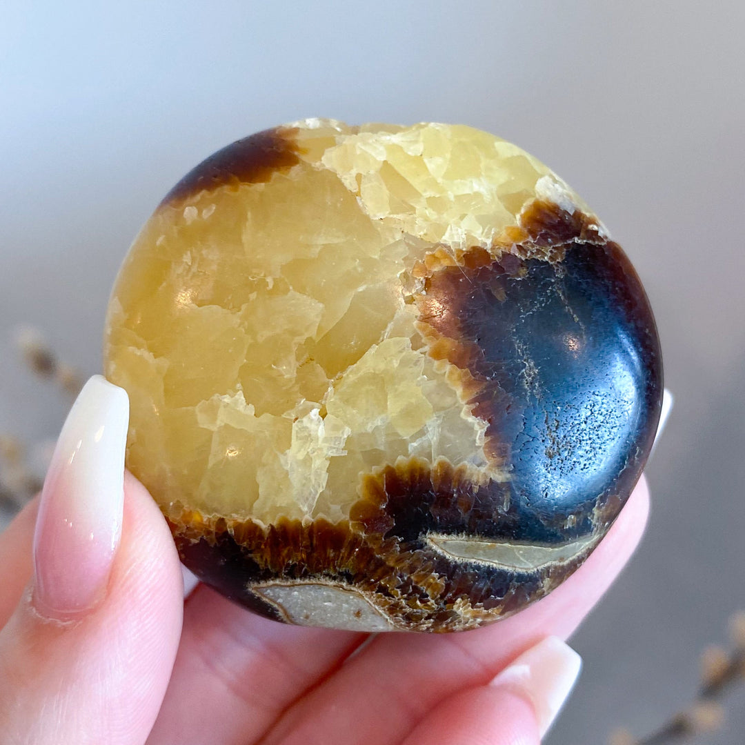 Septarian Palm Stone #3