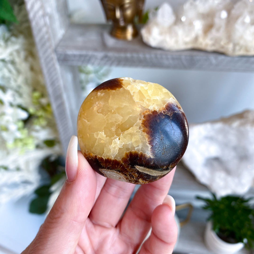 Septarian Palm Stone #3