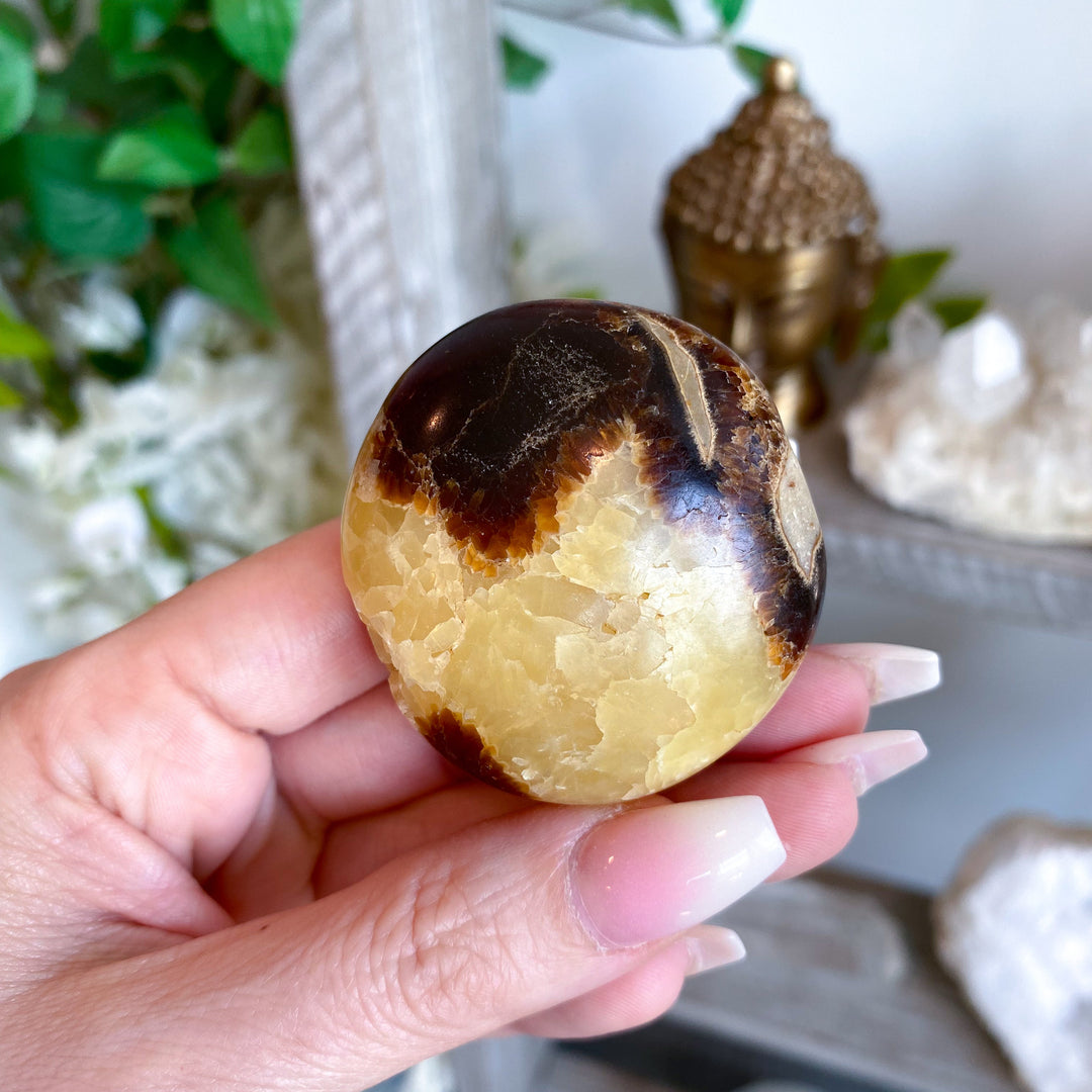 Septarian Palm Stone #3