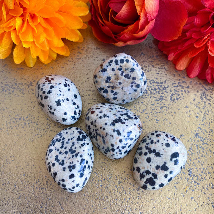 Dalmatian Jasper Tumble