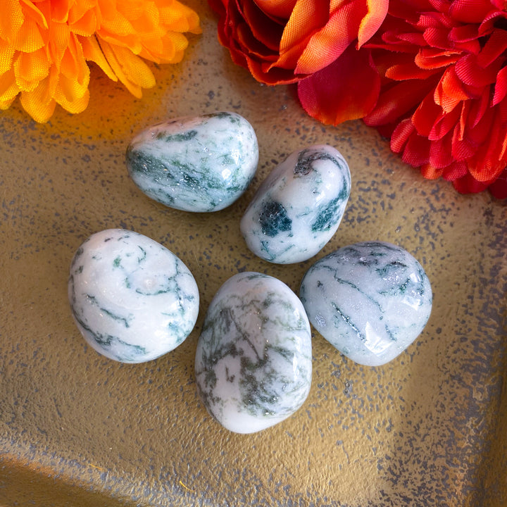 Tree Agate Tumble