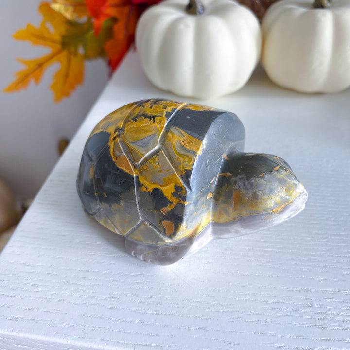Bumble Bee Jasper Turtle 