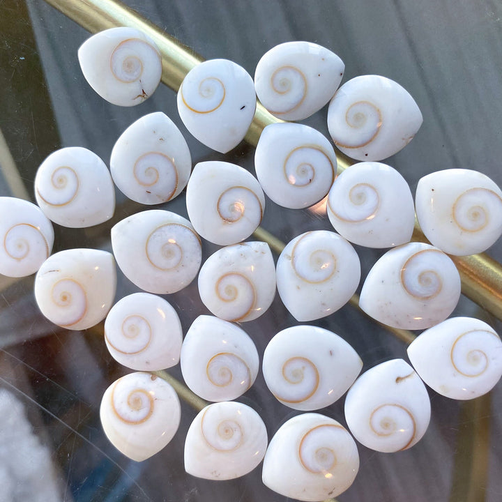 B Quality Shiva Eye Shell