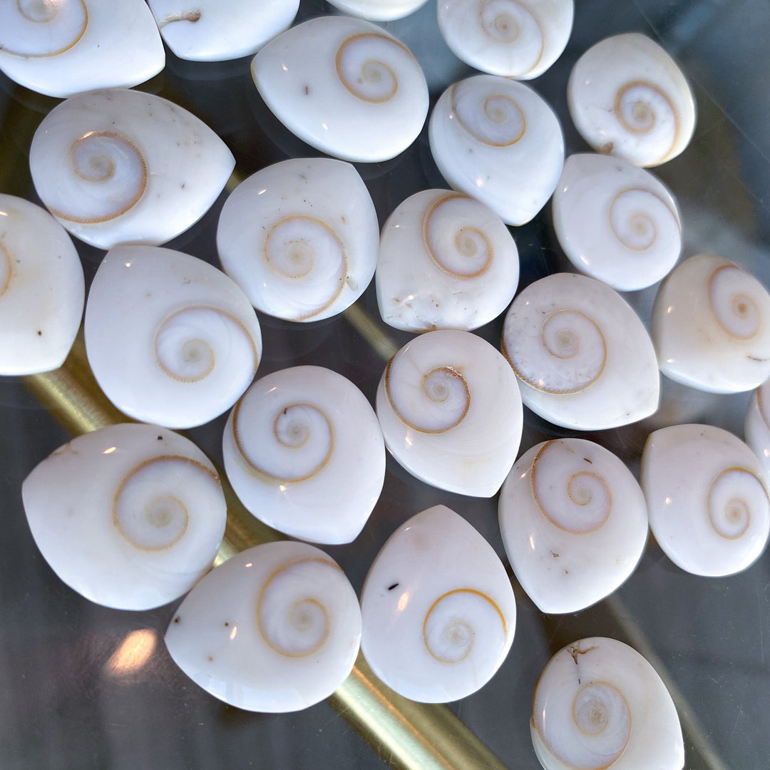 B Quality Shiva Eye Shell