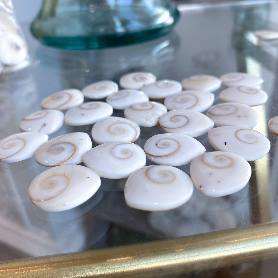 B Quality Shiva Eye Shell