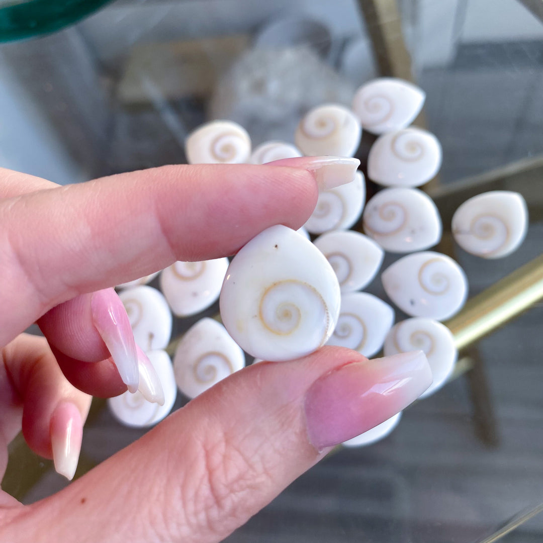 B Quality Shiva Eye Shell